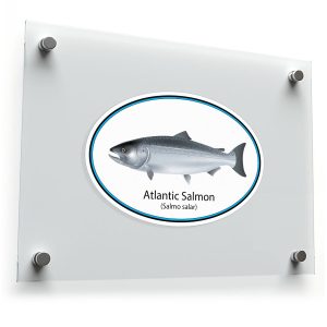 Atlantic Salmon Sticker
