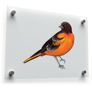 Baltimore Oriole Bird Sticker
