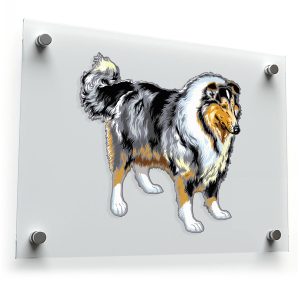 Collie Dog Sticker