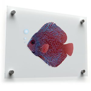 Colorful Discus Fish Vinyl Sticker