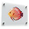Colorful Discus Fish Vinyl Sticker