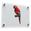 Colorful Parrot Vinyl Sticker