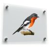 Colorful Songbird Sticker 1