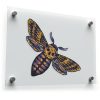 Death's-Head Moth Sticker