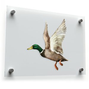Flying Mallard Duck Decal