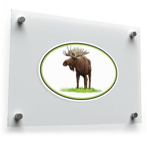 Realistic Moose Oval Sticker