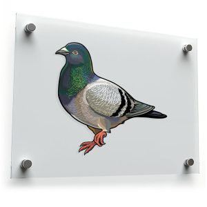 Realistic Pigeon Sticker