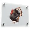 Realistic Turkey Illustration Decal