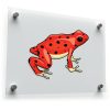 Red Poison Dart Frog Sticker 2 Red Poison Dart Frog Sticker 1
