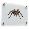 Tarantula Spider Vinyl Sticker