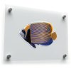 Vibrant Angelfish Vinyl Sticker