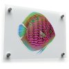 Vibrant Discus Fish Sticker