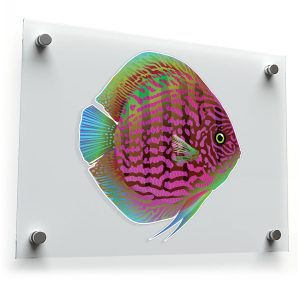 Vibrant Discus Fish Sticker