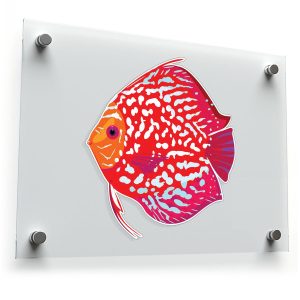 Vibrant Discus Fish Sticker