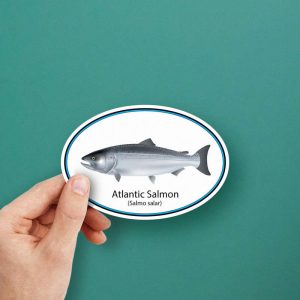 Alternative view of Atlantic Salmon Sticker
