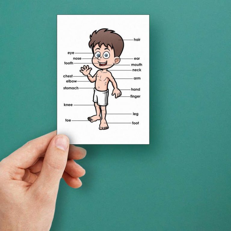 Educational Body Parts Sticker - Stickers Factory