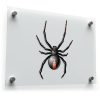Black Widow Spider Vinyl Sticker 1
