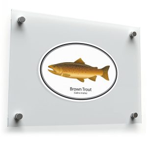 Brown Trout (Salmo trutta) Sticker