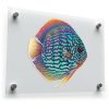 Vibrant Discus Fish Vinyl Sticker 2 Vibrant Discus Fish Vinyl Sticker 1