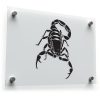 Scorpion Decal - Detailed Scorpion Sticker